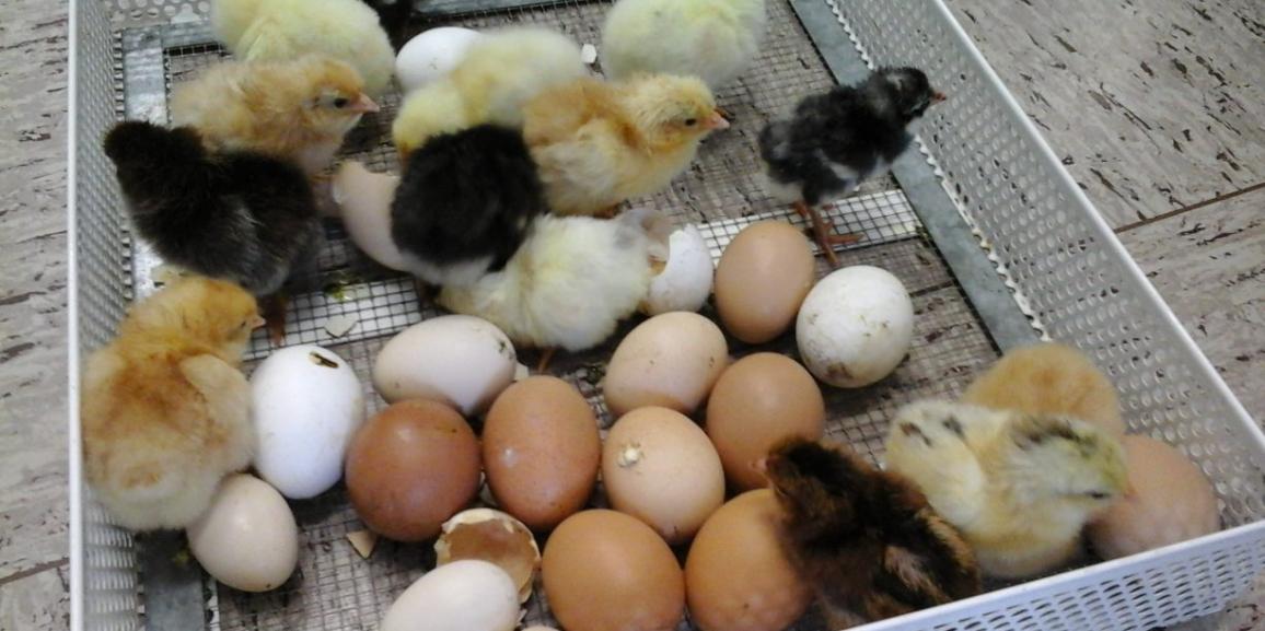 ¡Ya han nacido los primeros pollos!