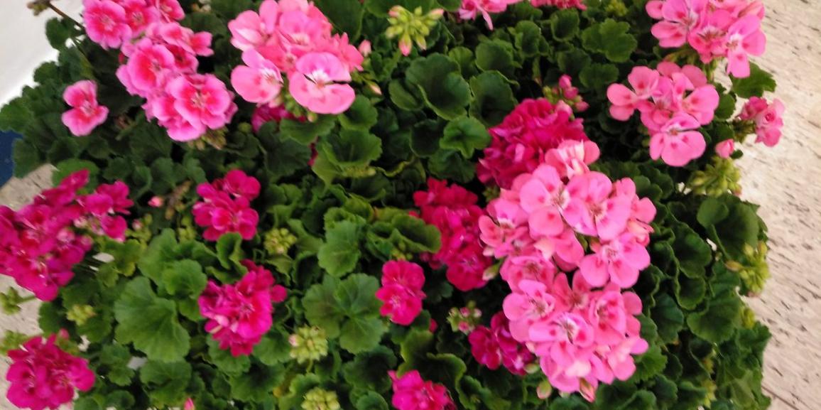 Las plantas