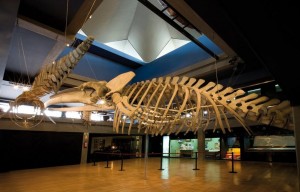 Esqueletos-marinos-en-Museo-Marítimo-Santander